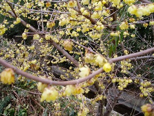 去年は咲かなかったので、もしかして枯れてしまったのかも・・・と思っていたら・・・うれしい開花でした！