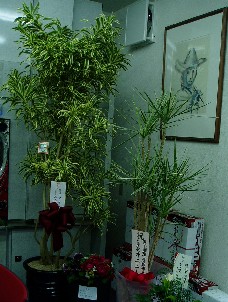 観葉植物たち・・・