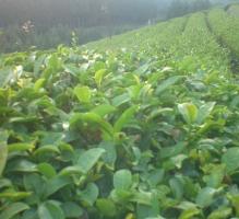 tea_field