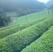 tea_field2